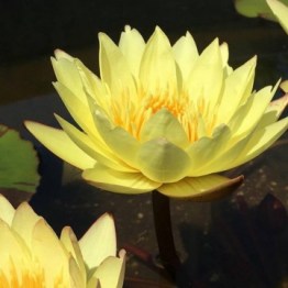 360x1000x0_nymphaea-carlas-sonshine-nelumbogarden-waterlilies-1