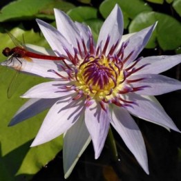 360x1000x0_nymphaea-corolata-matthijs-hazeleger-nelumbogarden-water-lilies-ijzendoorn-1