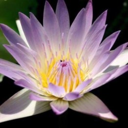 360x1000x0_nymphaea-hilary-matthijs-hazeleger-nelumbogarden-1