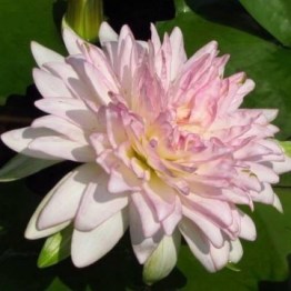 360x1000x0_nymphaea-jongkolnee-matthijs-hazeleger-nelumbogarden-waterlelies-4