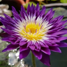 360x1000x0_nymphaea-plum-crazy-nelumbogarden-waterlilies-1