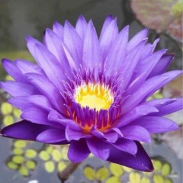 360x1000x0_nymphaea-tanzanite-nelumbogarden-waterlilies-1