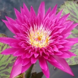 360x1000x0_nymphaea-tropic-punch-nelumbogarden-waterlilies-4